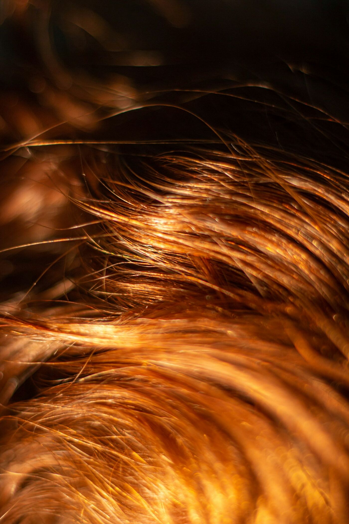 Close-up of glossy copper hair